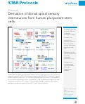Cover page: Derivation of dorsal spinal sensory interneurons from human pluripotent stem cells.
