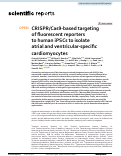 Cover page: CRISPR/Cas9-based targeting of fluorescent reporters to human iPSCs to isolate atrial and ventricular-specific cardiomyocytes
