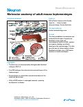 Cover page: Molecular anatomy of adult mouse leptomeninges