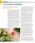 Cover page: A crossroads for strawberries