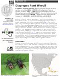 Cover page: Diaprepes Root Weevil