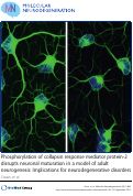Cover page: Phosphorylation of collapsin response mediator protein-2 disrupts neuronal maturation in a model of adult neurogenesis: Implications for neurodegenerative disorders