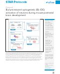 Cover page: Bioluminescent optogenetic (BL-OG) activation of neurons during mouse postnatal brain development.