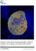 Cover page: Analysis of the basal chordate Botryllus schlosseri reveals a set of genes associated with fertility