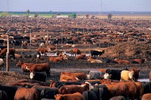 Cattle Holding Facility, near Huron, Fresno County, Central Valley, California