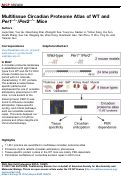 Cover page: Multitissue Circadian Proteome Atlas of WT and Per1-/-/Per2-/- Mice.