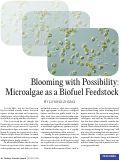 Cover page: Blooming with Possibility: Microalgae as a Biofuel Feedstock