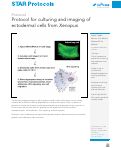 Cover page: Protocol for culturing and imaging of ectodermal cells from Xenopus