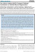 Cover page: The CHC22 Clathrin-GLUT4 Transport Pathway Contributes to Skeletal Muscle Regeneration