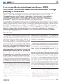 Cover page: A nicotinamide phosphoribosyltransferase–GAPDH interaction sustains the stress-induced NMN/NAD+ salvage pathway in the nucleus