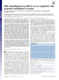 Cover page: DNA demethylation by ROS1a in rice vegetative cells promotes methylation in sperm