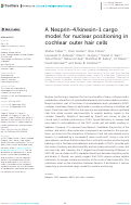 Cover page: A Nesprin-4/kinesin-1 cargo model for nuclear positioning in cochlear outer hair cells