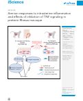 Cover page: Amnion responses to intrauterine inflammation and effects of inhibition of TNF signaling in preterm Rhesus macaque.