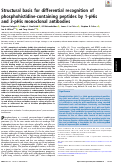 Cover page: Structural basis for differential recognition of phosphohistidine-containing peptides by 1-pHis and 3-pHis monoclonal antibodies.