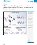 Cover page: Mathematical modeling of histone modifications reveals the formation mechanism and function of bivalent chromatin