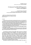 Cover page: I Coleotteri Carabidi dell’Appennino umbro-marchigiano