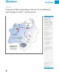 Cover page: Canonical Wnt signaling induces focal adhesion and Integrin beta-1 endocytosis