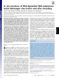 Cover page: In situ structures of RNA-dependent RNA polymerase inside bluetongue virus before and after uncoating