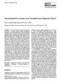 Cover page: Mitochondrial DNA evolution in theDrosophila nasuta subgroup of species