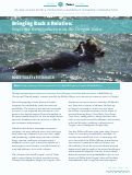 Cover page: Bringing Back a Relative: Sea Otter Reintroduction on the Oregon Coast