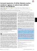 Cover page: Increased expression of LAP2β eliminates nuclear membrane ruptures in nuclear lamin–deficient neurons and fibroblasts