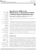 Cover page: Key Role for CRB2 in the Maintenance of Apicobasal Polarity in Retinal Pigment Epithelial Cells.