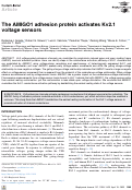 Cover page: The AMIGO1 adhesion protein activates Kv2.1 voltage sensors
