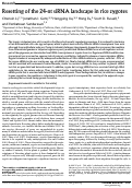 Cover page: Resetting of the 24-nt siRNA landscape in rice zygotes