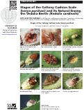 Cover page: Stages of the Cottony Cushion Scale (Icerya purchasi) and its Natural Enemy, the Vedalia Beetle (Rodolia cardinalis)