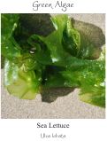 Cover page: Coal Oil Point Reserve Marine Algae Cards