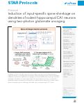 Cover page: Induction of input-specific spine shrinkage on dendrites of rodent hippocampal CA1 neurons using two-photon glutamate uncaging