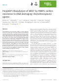 Cover page: Poly(ADP‐ribosyl)ation of BRD7 by PARP1 confers resistance to DNA‐damaging chemotherapeutic agents