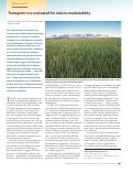 Cover page: Transgenic rice evaluated for risks to marketability