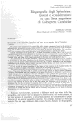 Cover page: Biogeografia degli Sphodrina: ipotesi e considerazioni su una linea angariana di Coleoptera Carabidae