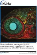 Cover page: Silencer-delimited transgenesis: NRSE/RE1 sequences promote neural-specific transgene expression in a NRSF/REST-dependent manner