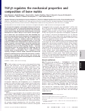 Cover page: TGF-beta regulates the mechanical properties and composition of bone matrix