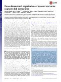 Cover page: Three-dimensional organization of nascent rod outer segment disk membranes