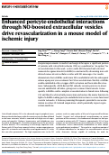 Cover page: Enhanced pericyte-endothelial interactions through NO-boosted extracellular vesicles drive revascularization in a mouse model of ischemic injury.