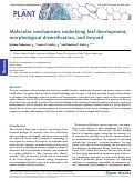 Cover page: Molecular mechanisms underlying leaf development, morphological diversification, and beyond