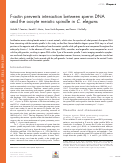 Cover page: F-actin prevents interaction between sperm DNA and the oocyte meiotic spindle in C. elegans