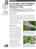 Cover page: Ferrisia gilli: A New Mealybug Pest of Pistachios and Other Deciduous Crops