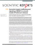 Cover page: Synuclein impairs trafficking and signaling of BDNF in a mouse model of Parkinson’s disease