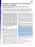 Cover page: Phototaxis in a wild isolate of the cyanobacterium Synechococcus elongatus