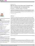 Cover page: Maintenance of muscle mass in adult male mice is independent of testosterone