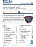 Cover page: Molecular Spies in Action: Genetically Encoded Fluorescent Biosensors Light up Cellular Signals