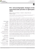 Cover page: Pre- and postsynaptic changes in the neuromuscular junction in dystrophic mice