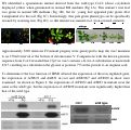 Cover page: ClpC, A ATP-Dependent Chloroplast Protease (Clp), Is Involved In Iron Metabolism in Arabidopsis