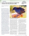 Cover page: California black rails depend on irrigation-fed wetlands in the Sierra Nevada foothills