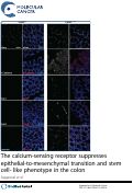 Cover page: The calcium-sensing receptor suppresses epithelial-to-mesenchymal transition and stem cell- like phenotype in the colon