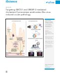 Cover page: Targeting ABCG1 and SREBP-2 mediated cholesterol homeostasis ameliorates Zika virus-induced ocular pathology
